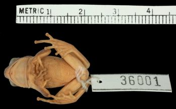 Media type: image;   Herpetology A-36001 Aspect: ventral